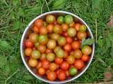 平成16年9月9日　ミニトマト収穫